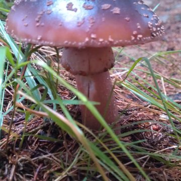 Quis nibh convallis fringilla